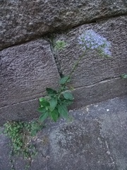 Trachelium caeruleum