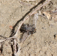 Lasiopogon quadrivittatus