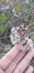 Kaunia lasiophthalma