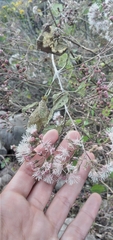 Kaunia lasiophthalma