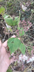 Kaunia lasiophthalma