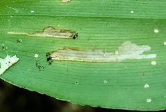 Cosmopterix clandestinella