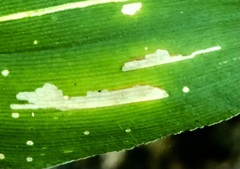 Cosmopterix clandestinella