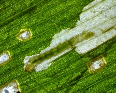 Cosmopterix clandestinella