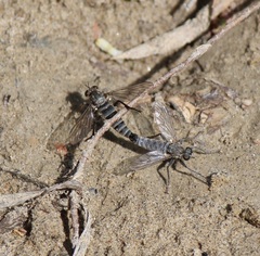 Lasiopogon quadrivittatus