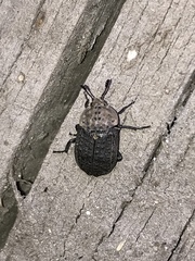 Thanatophilus lapponicus