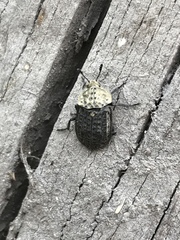 Thanatophilus lapponicus