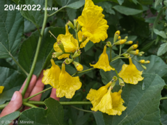 Cordia lutea