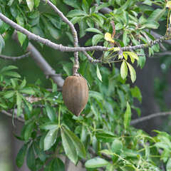 Pachira aquatica