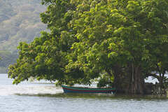 Pachira aquatica