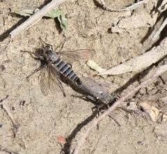 Lasiopogon quadrivittatus