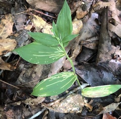 Cosmopterix clandestinella