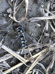 Pseudoscaeva diversifasciata