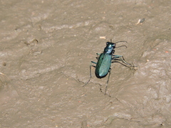 Cicindela nigrocoerulea