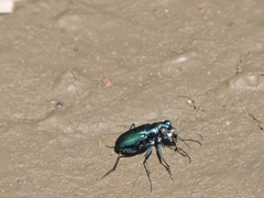 Cicindela nigrocoerulea