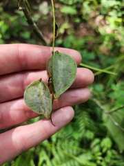 Dioscorea quaternata