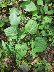 Dioscorea quaternata
