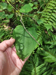 Dioscorea quaternata