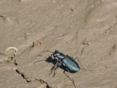 Cicindela nigrocoerulea