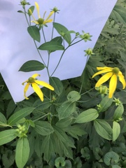 Rudbeckia laciniata