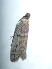 Ephestia woodiella