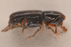 Gnathotrichus retusus
