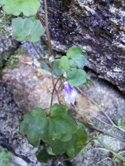 Cymbalaria muralis