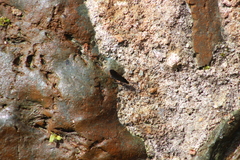 Sangalopsis microleuca