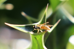 Sphaerophoria sulphuripes