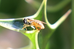 Sphaerophoria sulphuripes
