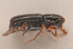 Gnathotrichus retusus