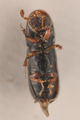 Gnathotrichus retusus