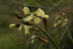 Eruca vesicaria