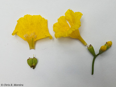 Cordia lutea