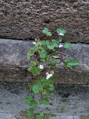 Cymbalaria muralis