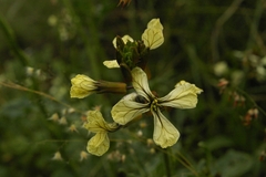 Eruca vesicaria