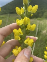 Sophoreae