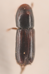 Gnathotrichus retusus