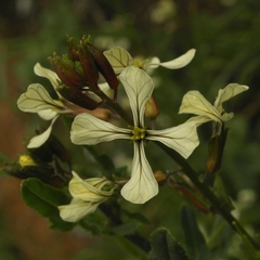Eruca vesicaria