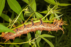 Citheronia splendens