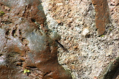 Sangalopsis microleuca