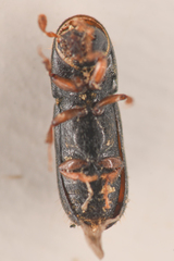 Gnathotrichus retusus