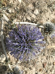 Echinops spinosissimus bithynicus