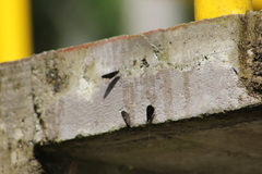 Sangalopsis microleuca