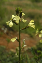 Eruca vesicaria