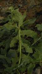 Eruca vesicaria