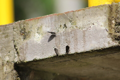 Sangalopsis microleuca