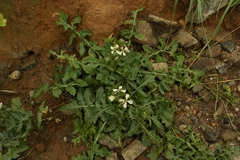 Eruca vesicaria