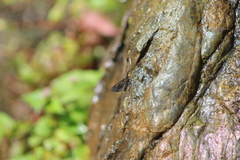 Sangalopsis microleuca