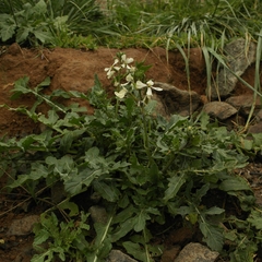 Eruca vesicaria